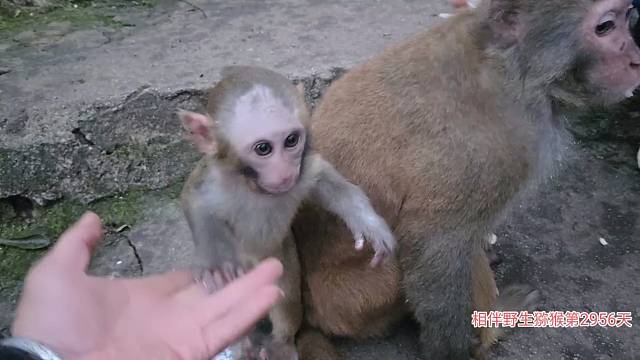 秃头妈和秃头娃最后留影1