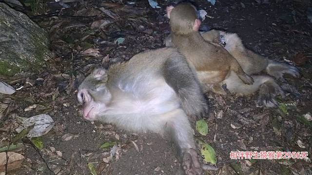 秃头妈和秃头娃最后影4