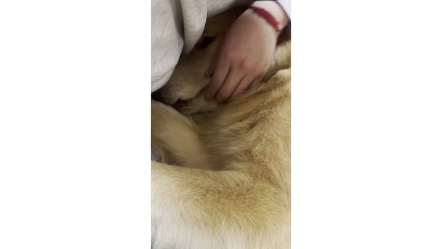 去楼下玩，被小朋狗欺负了，回家就委委屈屈躺在怀里