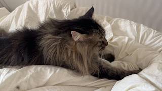 摸魚了老鐵下午不播