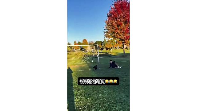 野球场小狗狗补射破门，这意识超乎想象