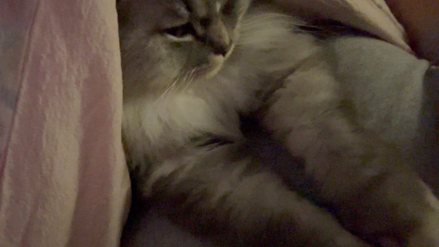 今晚陪睡的小猫是谁呢？