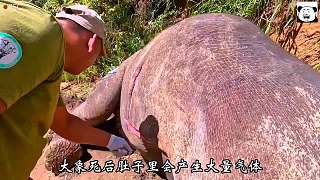 大象爆炸的威力究竟有多猛？就連專業(yè)人士都差點(diǎn)中招