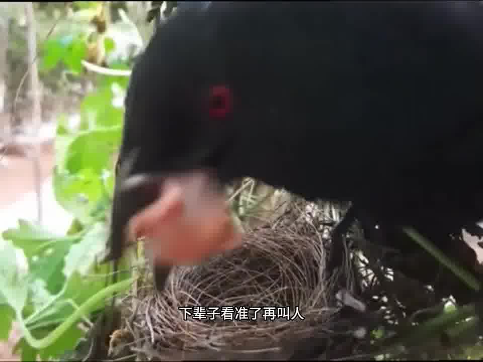 下辈子看准了再叫