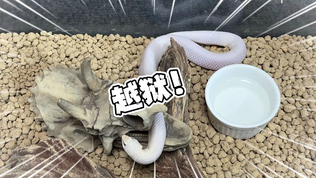完咯！爬房价值最高的宠物蛇越狱了！