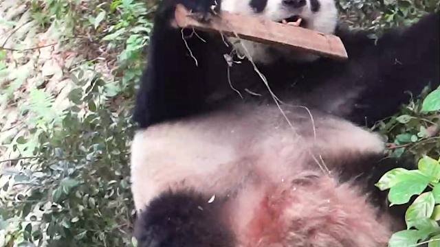 星语,糟糕！变搞笑女啦