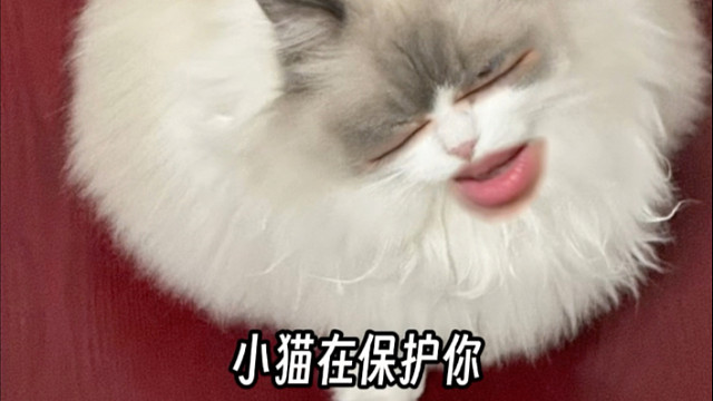 小猫在保护你