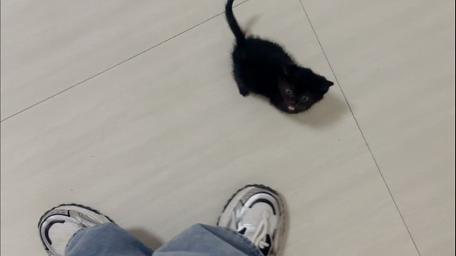 一喊就过来的小狗猫？