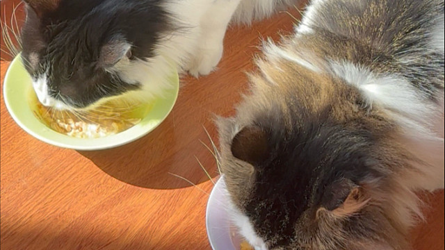 又到了每日中午吃罐头的时候，有只小猫居然不吃