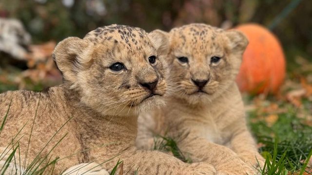 小狮子：不努力就会成为人类的玩物！