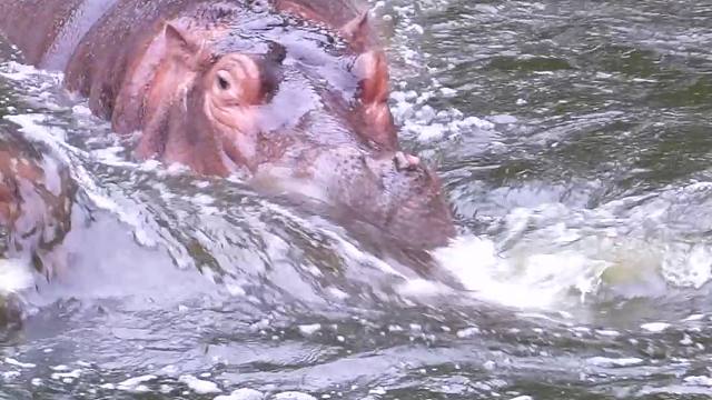 自己生的娃，就是拿来玩的