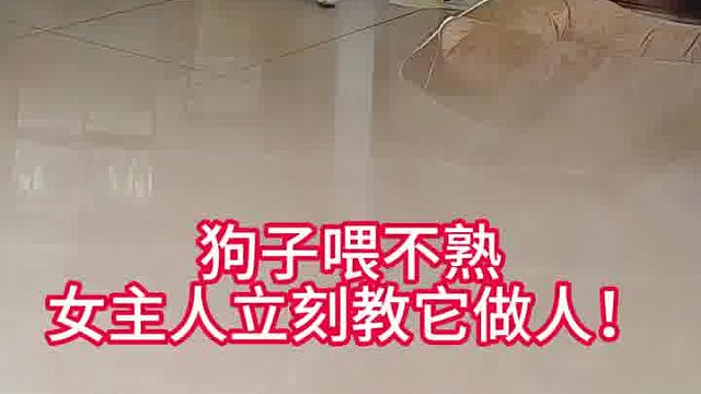 新手铲屎官教你如何训练狗狗！