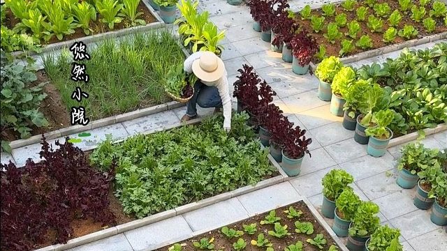 每天小院干干活、摘摘菜，充实而快乐