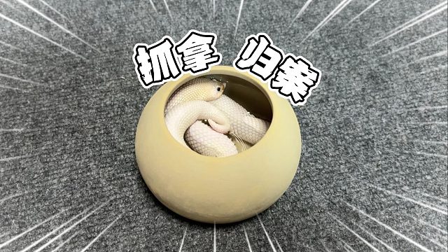 喜报！越狱的小白蛇被成功抓拿归案！