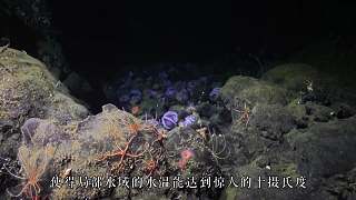 動(dòng)物界最偉大的媽媽