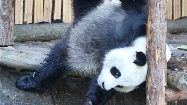 求星巴愿松弛感教程