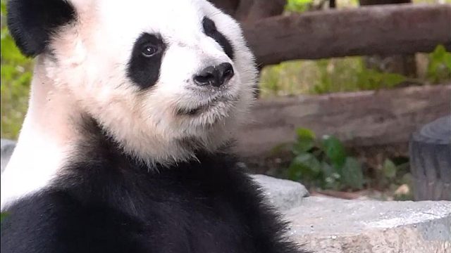 我们语大王是实心猫猫