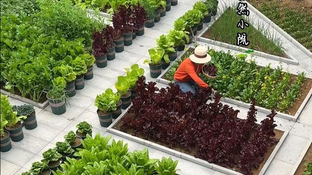 摘不完，根本摘不完，小院几十种菜根本吃不完