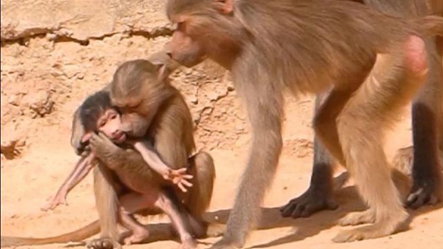 狒狒家族的新成员，妥妥的小团宠