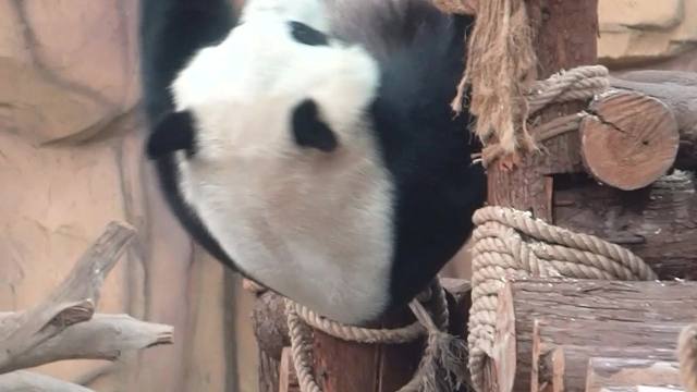 星愿有当体操运动员的潜质噢