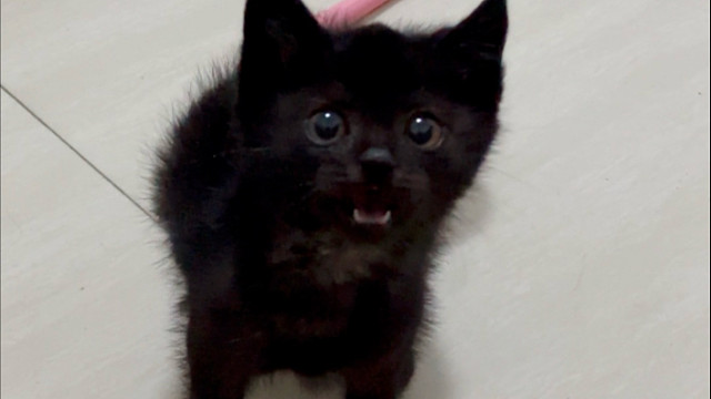 小鼻嘎吃饱喝足就得要人摸摸，但是好可爱啊！