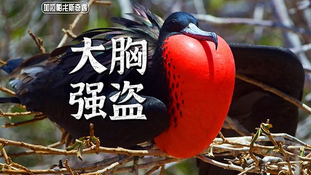 【陈睿】昂首挺胸的鸟中强盗，不劳而获全靠抢！（但是好看