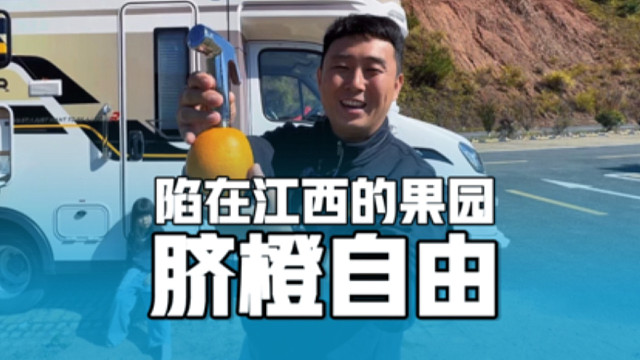 一家三口陷在江西的果园里，被脐橙“绊住”脚步，甜到心里的旅行