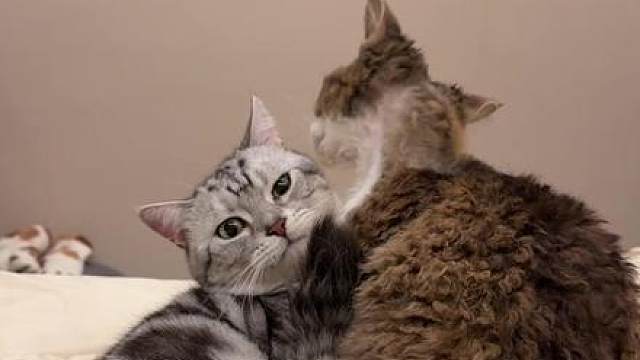 小猫咪又秀恩爱，有人抱了不起啊