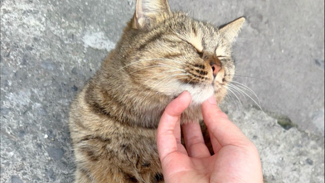 可以随便摸肚子的流浪小狸花