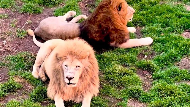 乌拉！群狮大合唱欢迎我们回家