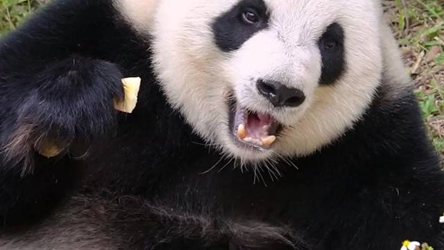 星语贵妃的慵懒感