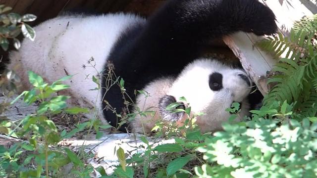 星语在线改造小屋