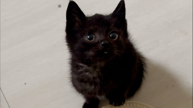 这和我亲生的有什么区别