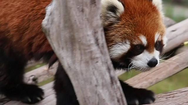 i猫和e猫的区别