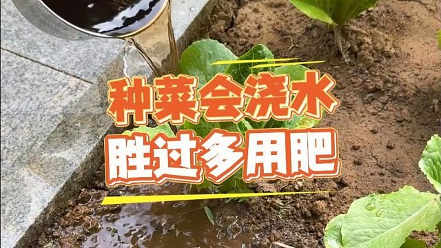 种菜这样浇水，比多施肥管用