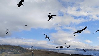 海鷗飛翔的夢想