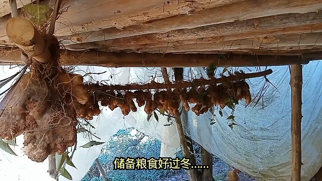 储备粮食好过冬……