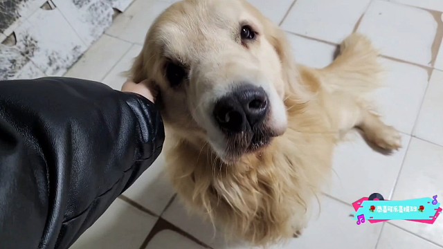 2025-11-18 哈瑞的猫猫室友