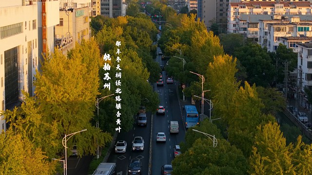航拍苏州那年冬天桐经北路银杏黄叶