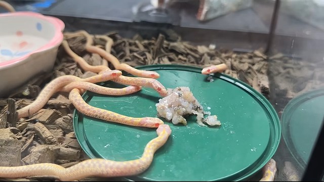 一群白化格子束带蛇饿死鬼投胎。