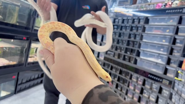 苗子跟成体牛展示。不大也就2.8米？