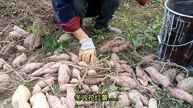 冬收挖红薯……