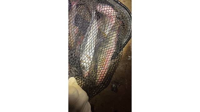 小小收获还有一种不认识的鱼