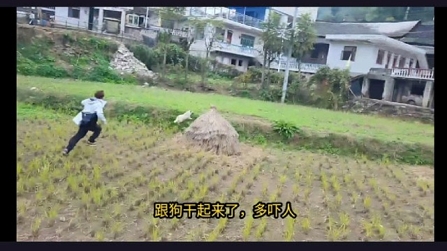 【小酷】沈不凡的帽子被狗叼走，笑不活了！