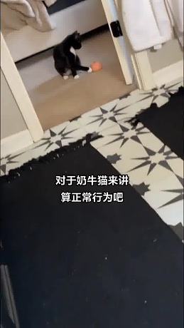 到正品奶牛了  ?