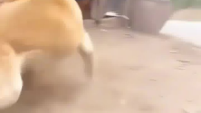 黄鼠狼被大黄咬断了劲椎