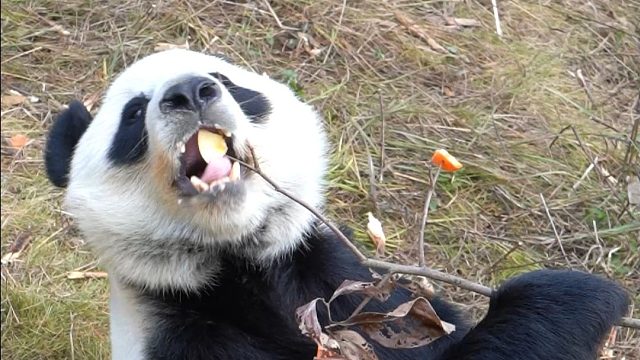 柿子树上结不出苹果，爱可以噢