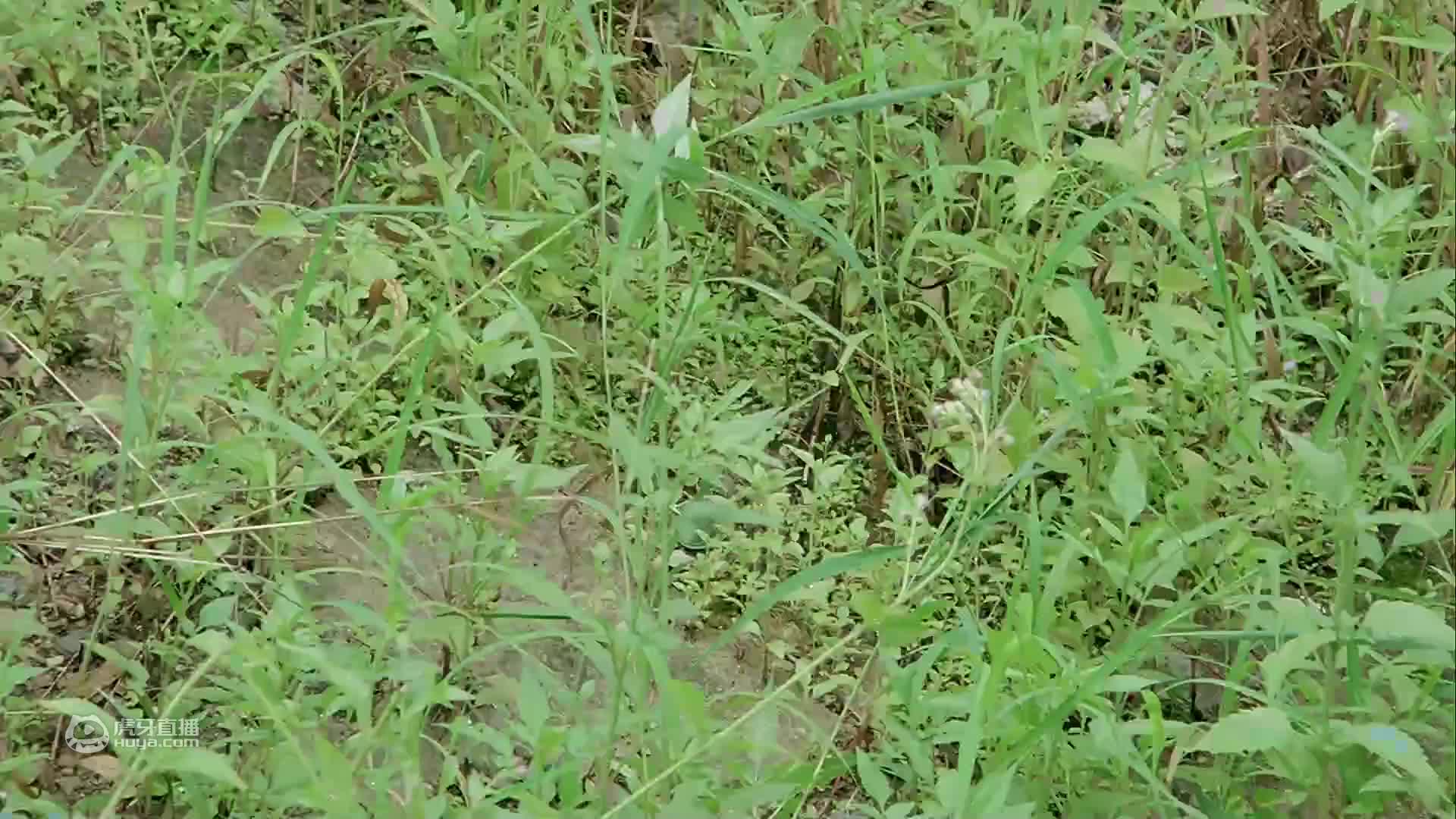 计划“转校生”身份混入圣育查找法官下落_超级学校霸王11