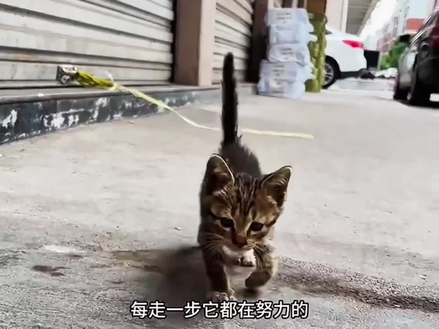 小猫仅仅几个月大就被抛弃 (1)