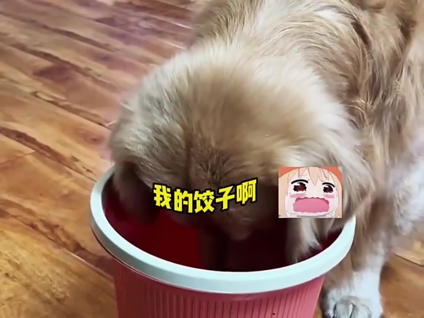 小猫仅仅几个月大就被抛弃 (2)